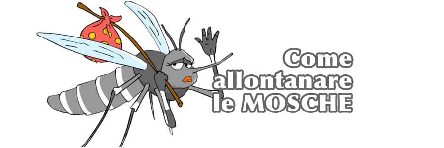 Scopri di più sull'articolo Come allontanare le mosche |  Ecco tutti i rimedi