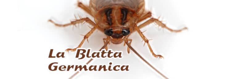 Blatta Germanica