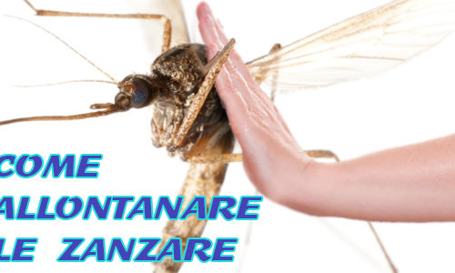 Come allontanare le zanzare con la prevenzione