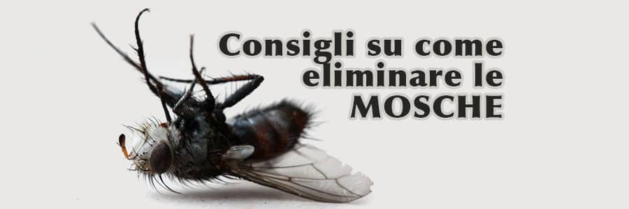 Scopri di più sull'articolo Consigli su come eliminare le mosche
