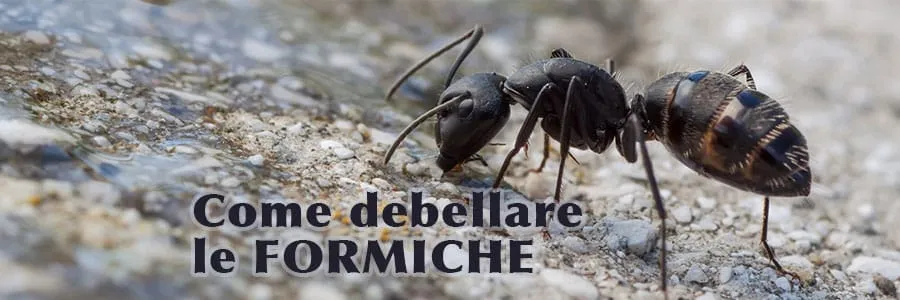 Al momento stai visualizzando Come debellare le formiche