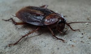 Come eliminare scarafaggi in casa