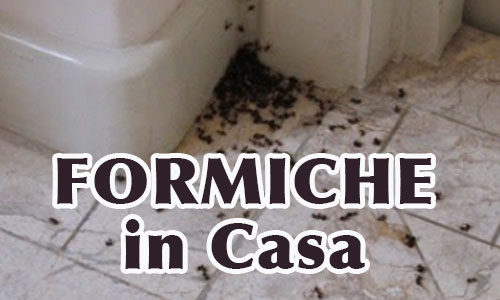 Formiche in Casa – Ecco il Perché e Cosa Fare