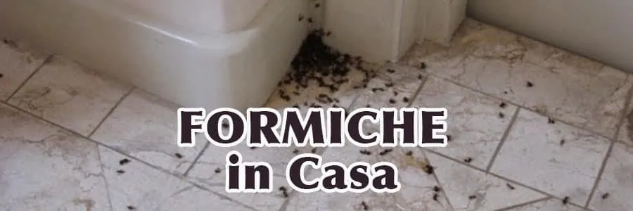 Al momento stai visualizzando Formiche in Casa – Ecco il Perché e Cosa Fare