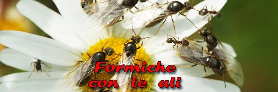 Al momento stai visualizzando Formiche con le ali? Come eliminare le formiche volanti