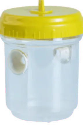Fruit fly trap