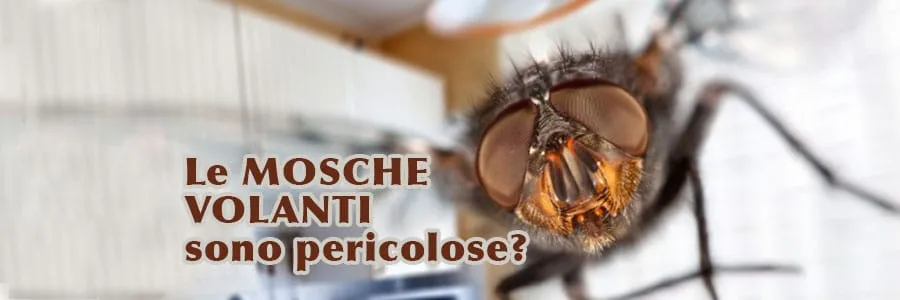 Al momento stai visualizzando Le mosche volanti sono pericolose?