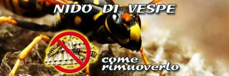 nido di vespe