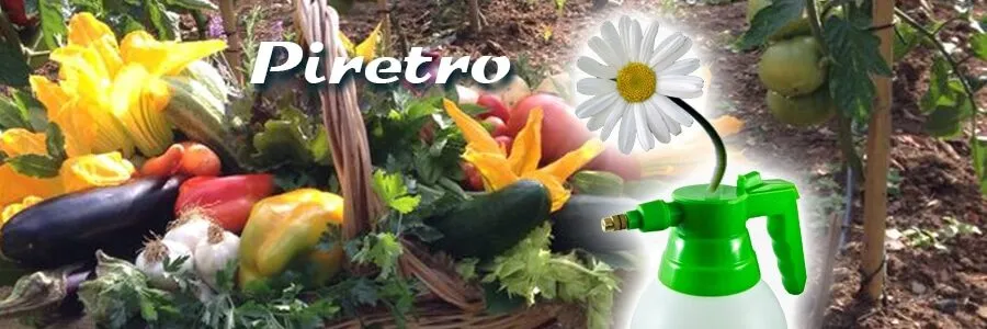 Al momento stai visualizzando Il Piretro. Da pianta a insetticida naturale
