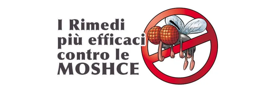 Al momento stai visualizzando I rimedi più efficaci contro le mosche