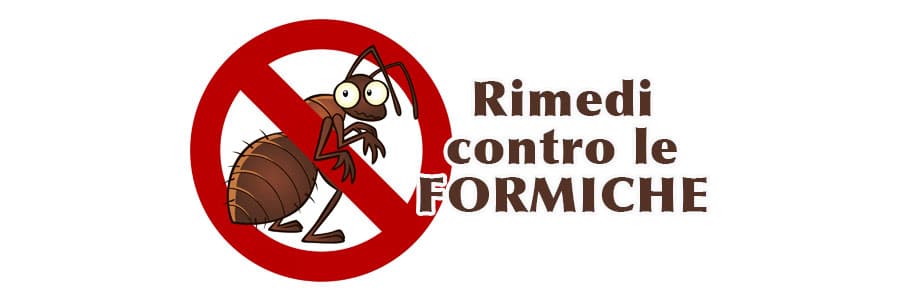 Scopri di più sull'articolo Rimedi contro le formiche. Info e Consigli