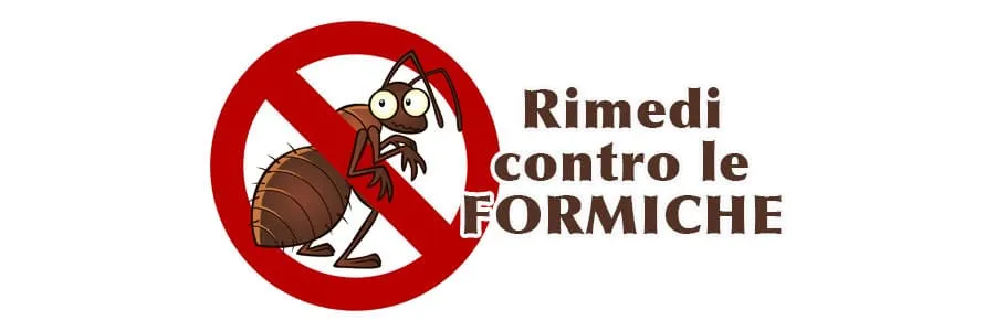 Al momento stai visualizzando Rimedi contro le formiche. Info e Consigli