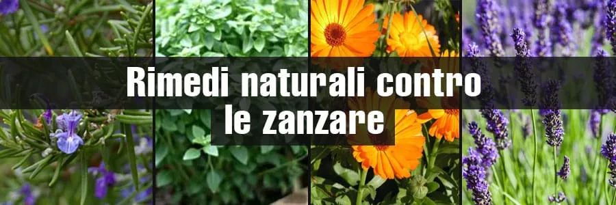 Al momento stai visualizzando Rimedi naturali contro le zanzare