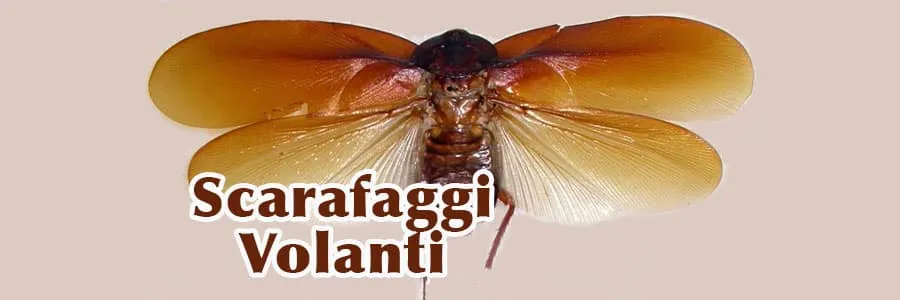 Al momento stai visualizzando Scarafaggi Volanti | Ecco cosa sapere