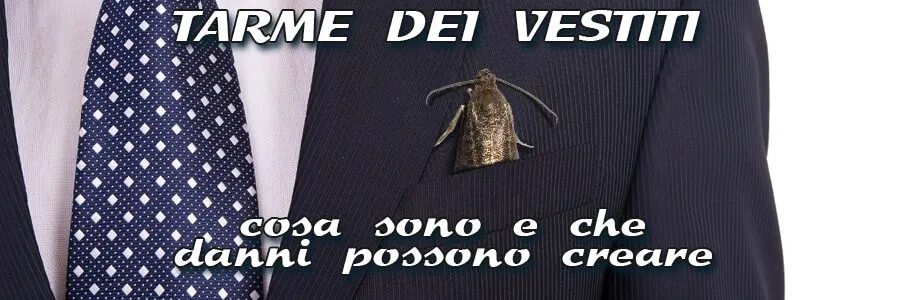 Al momento stai visualizzando Tarme dei vestiti.Cosa sono e che danni creano
