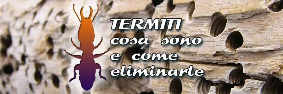Al momento stai visualizzando Termiti del legno, cosa sono e come eliminarle