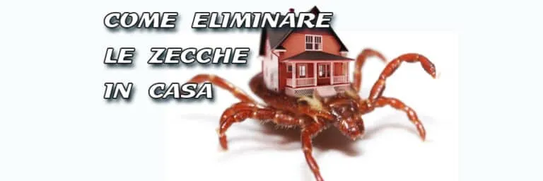Come eliminare le zecche