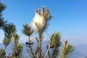 Disinfestazione Processionare 