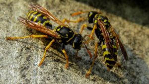 disinfestazione vespe