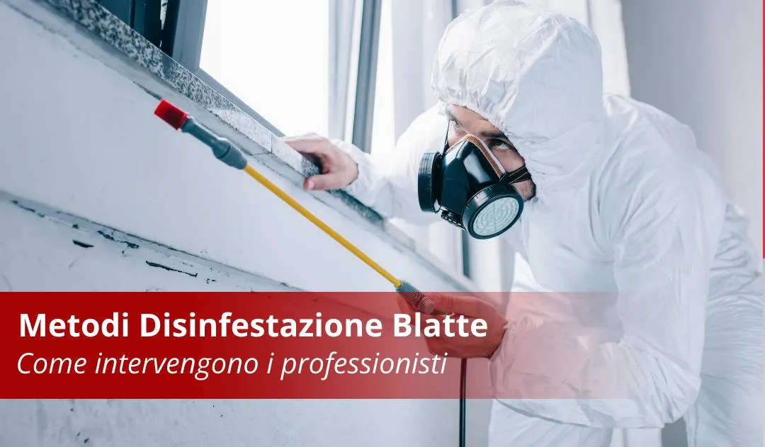 metodi disinfestazione blatte metodi disinfestazione blatte