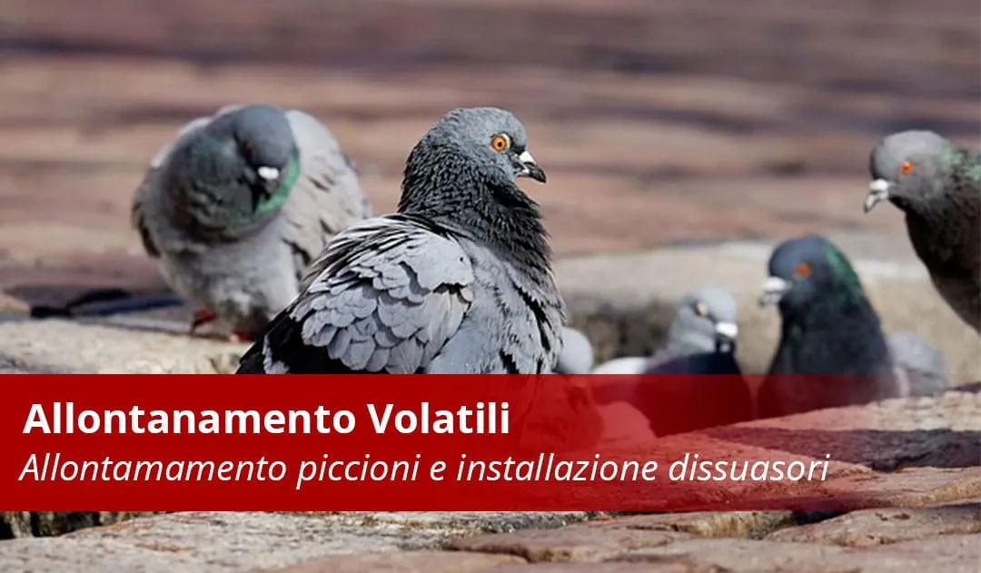Allontanamento Volatili e Birds Control