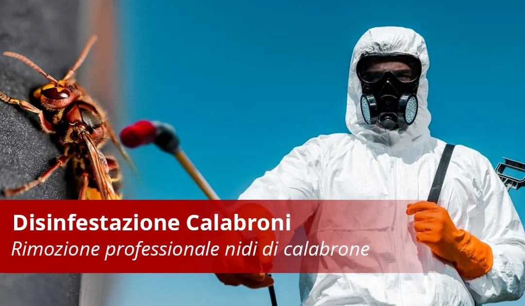 Disinfestazione Calabroni servizio professionale