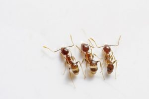 disinfestazione formiche come funziona e costi
