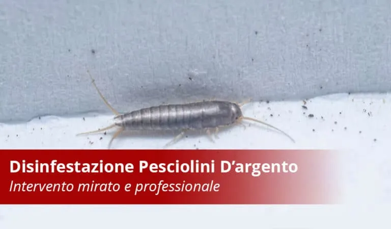 Disinfestazione Pesciolini D'Argento