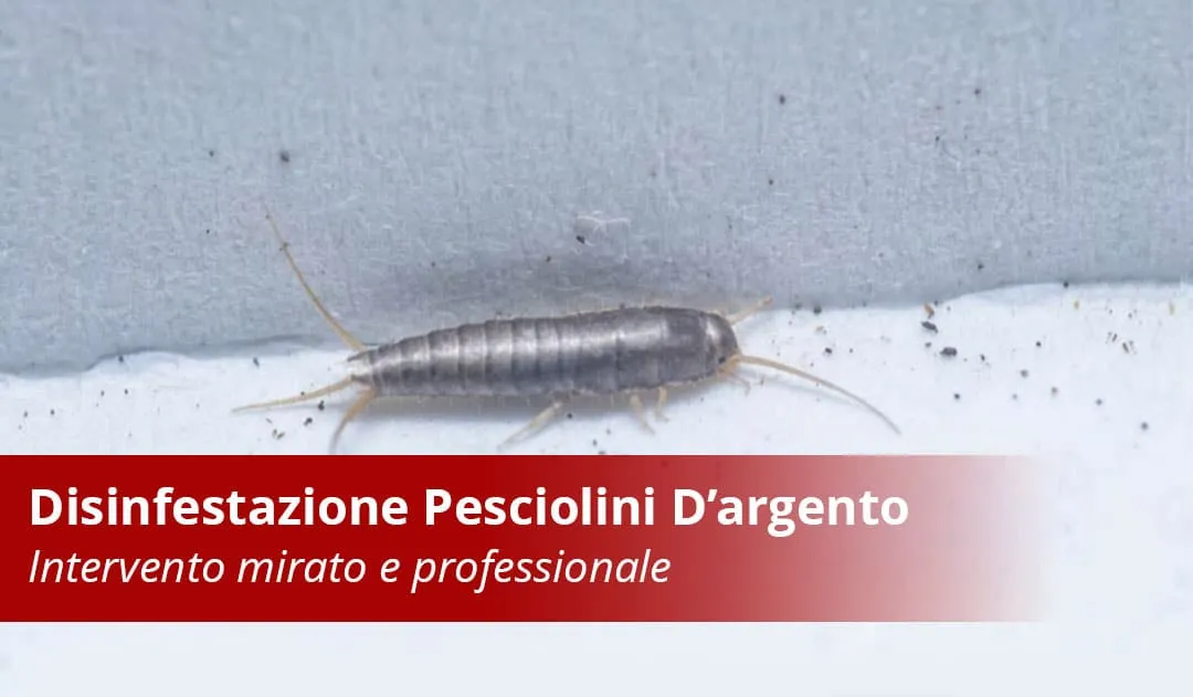 Disinfestazione Pesciolini D'Argento