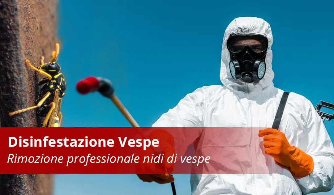 Disinfestazione Vespe Professionale