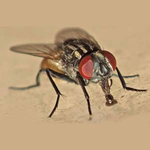 Disinfestazione mosca domestica