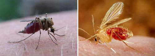 Differenze morfologiche tra zanzare e pappataci