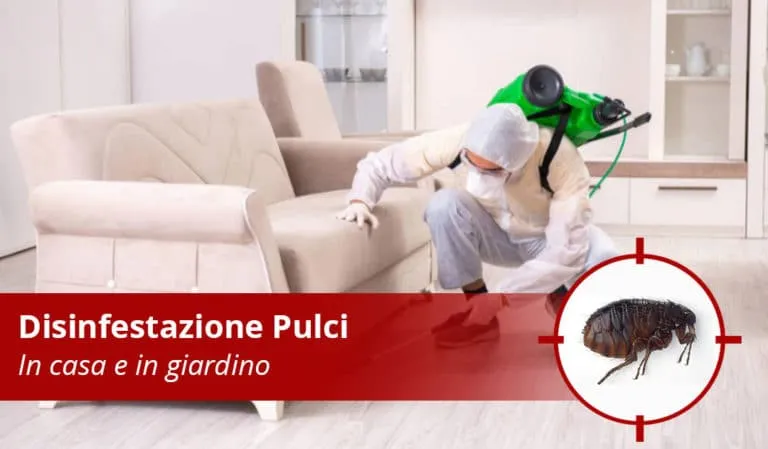 Disinfestazione pulci in casa e giardino