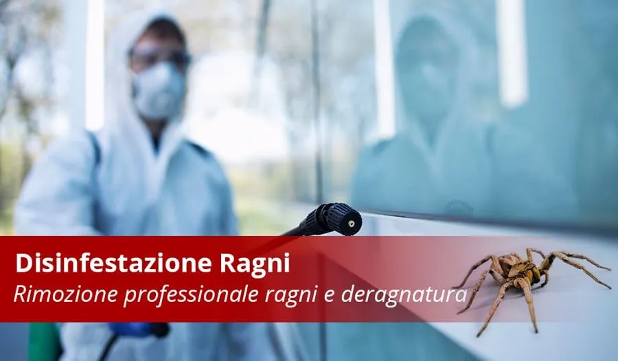 Disinfestazione Ragni