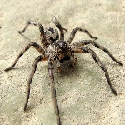 Licosa Tarentula
