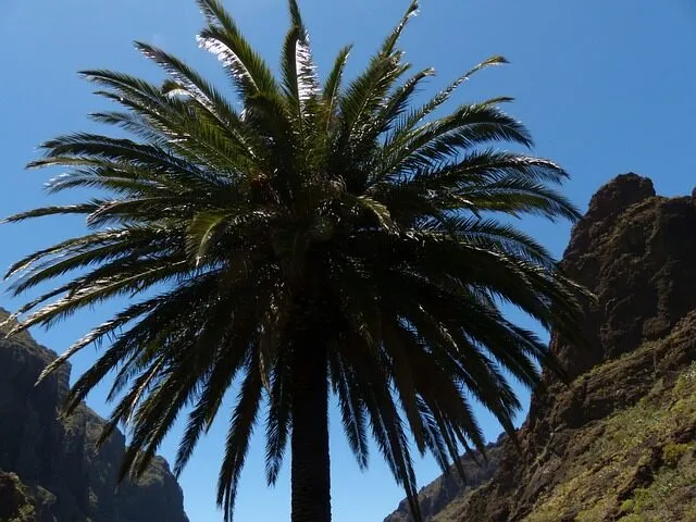 Palma sana non intaccata dal punteruolo