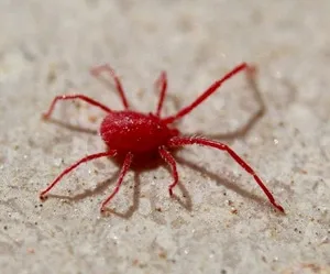 Ragnetto Rosso