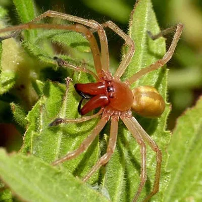 Ragno dal sacco giallo