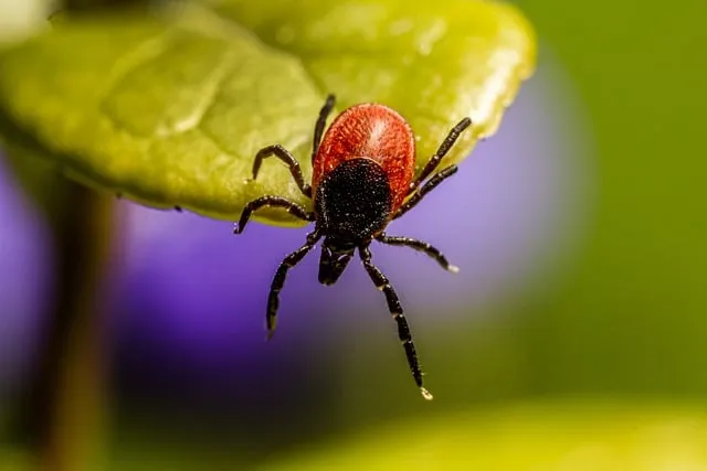 Disinfestazione zecche giardino