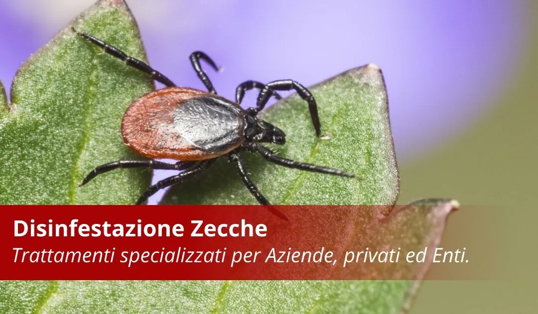 Disinfestazione Zecche Professionale