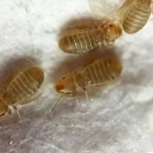 psocotteri