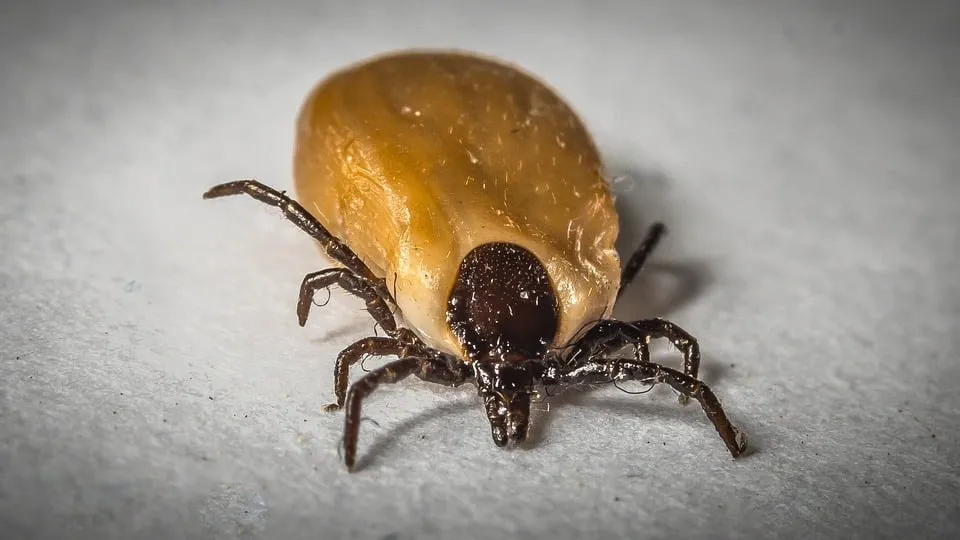 zecca piena