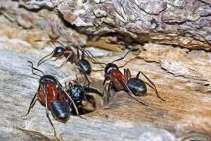 Formica Rossa