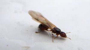 immagine di una termite alata