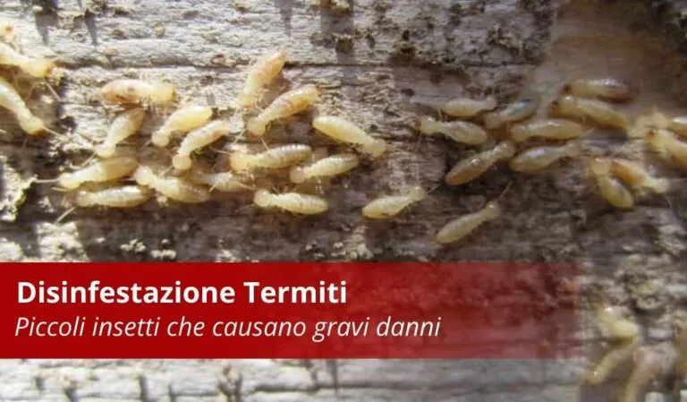 disinfestazione termiti