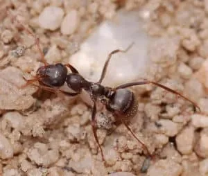 Formica argentea