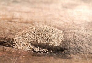polvere del legno creata dalle larve di tarlo