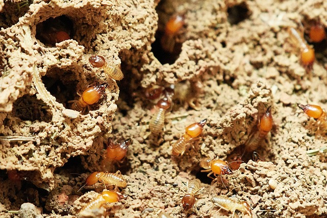 Immagine di un'infestazione di termiti